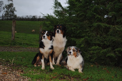 Du Reflet De Saphir - Petite photo de famille...