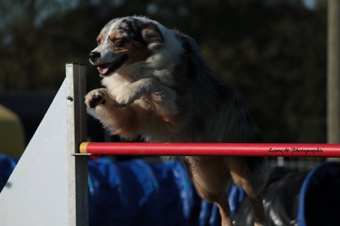 Du Reflet De Saphir - Opal au concours d'agility d'arc les Gray