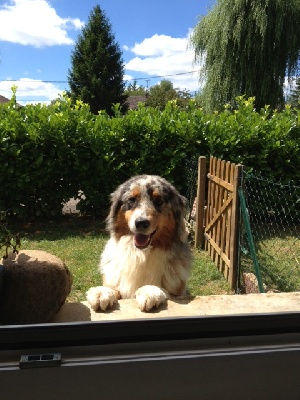 Du Reflet De Saphir - Une belle Lady en visite à la maison...