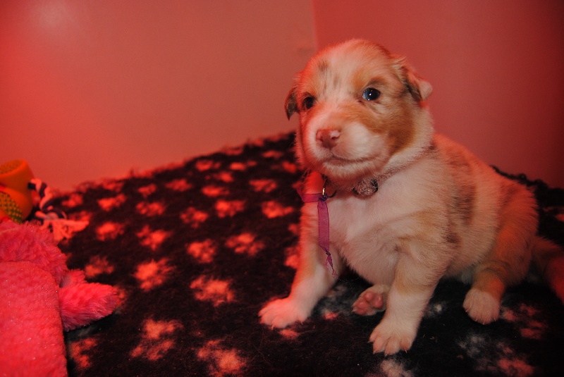 Mizlie Du Reflet De Saphir